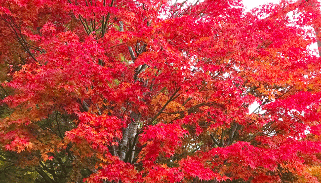 小川町の紅葉