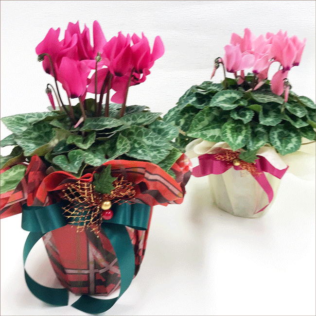 フラワーラッピング集中認定クラス,ラッピング協会