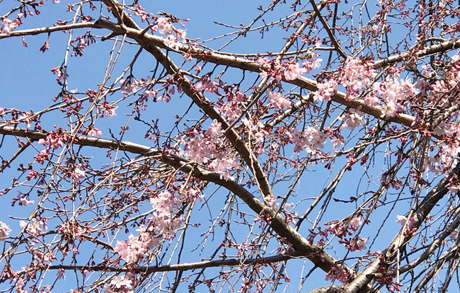 日暮里のしだれ桜