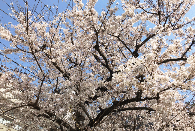 日暮里の桜