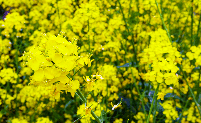 菜の花