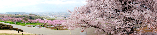 桜と桃の花