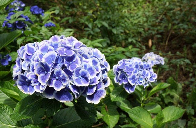 紫陽花,アジサイ,あじさい