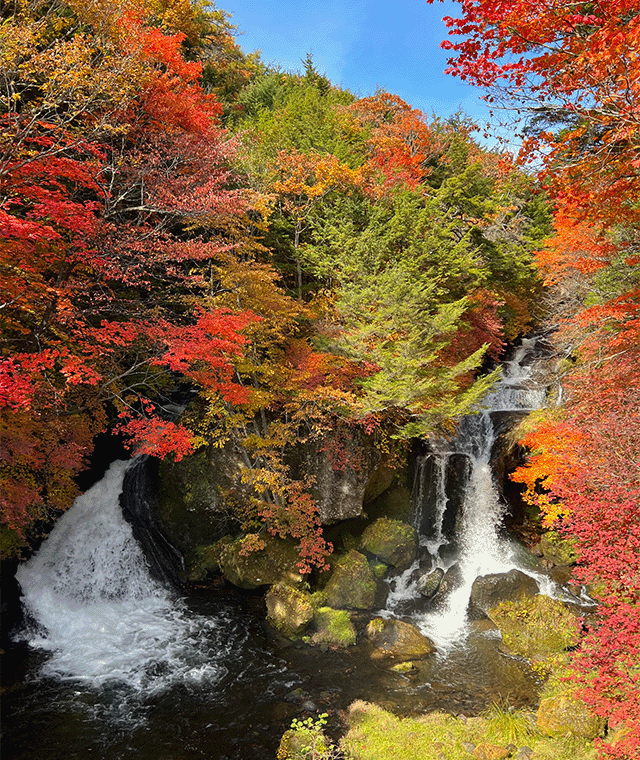 紅葉の写真