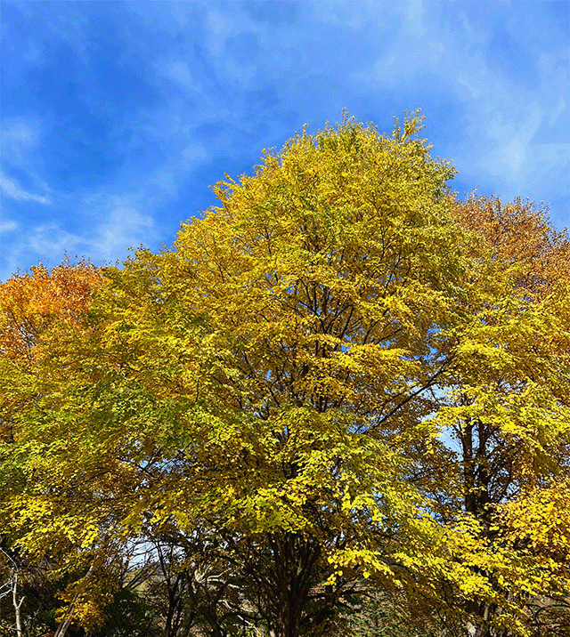 秋の銀杏の木