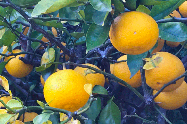 冬になるオレンジ実