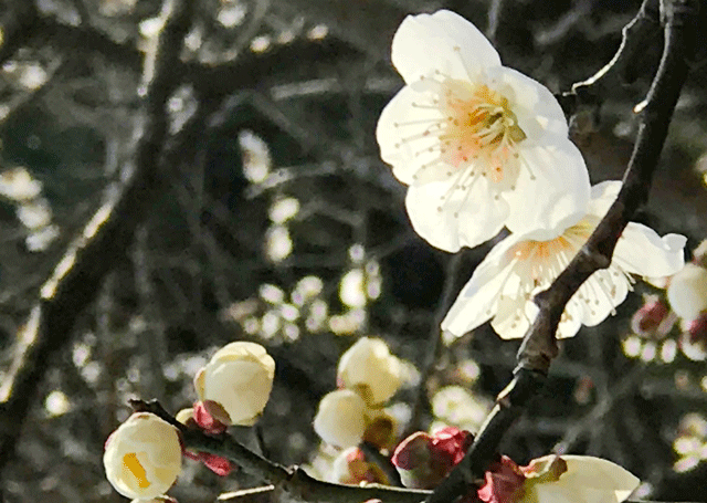 梅の花