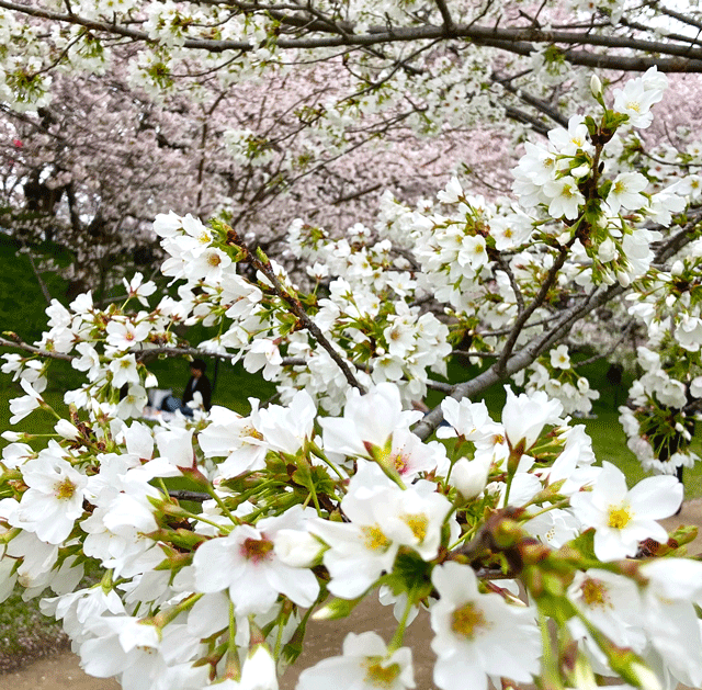 桜の花