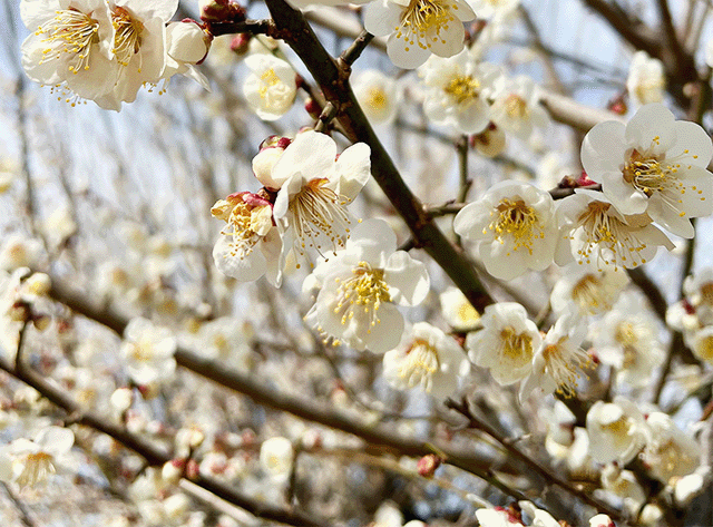 梅の花