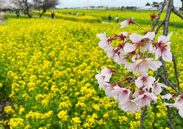 桜と菜の花