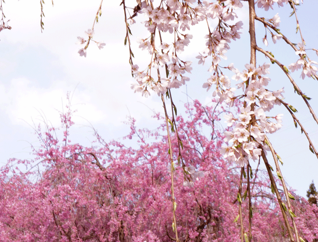 葉桜となっています。