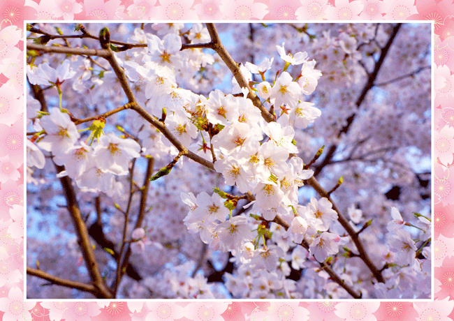 桜,埼玉小川町,オフィス,ラッピング協会