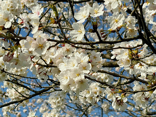 桜の花