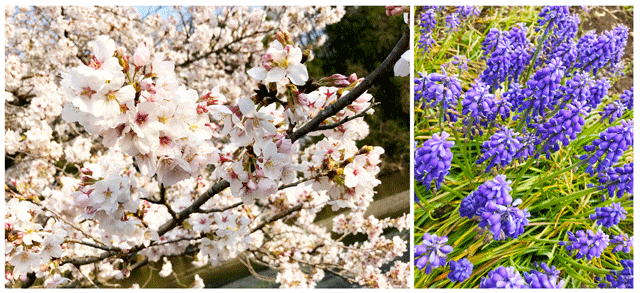 桜や春を彩る花