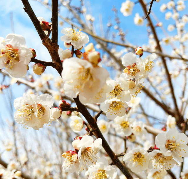 梅の花の写真